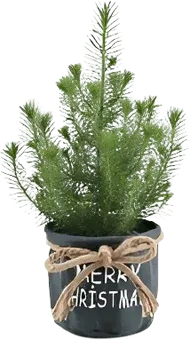 Drzewko Świerk w torbie jutowej don 17cm szt widok 1