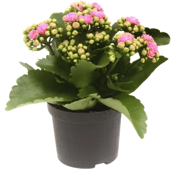 Kwiat Kalanchoe don 10,5cm szt. widok główny