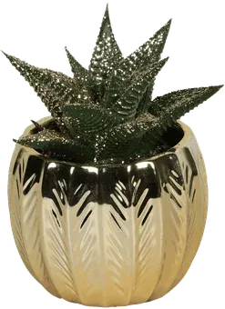 Zdjęcie produktu - Kwiat Sukulenty w ceramice don 6cm szt