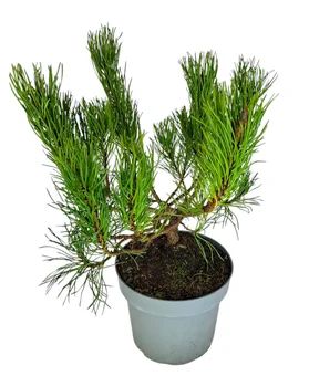 Krzew Sosna kosodrzewina don 17cm szt widok 1