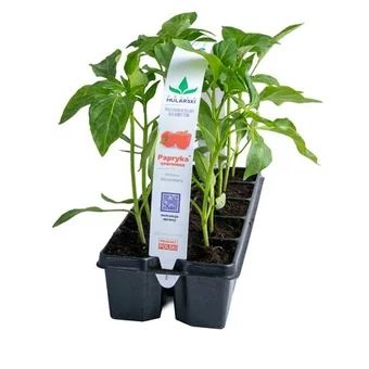 Rozsada Papryka czerwona 10-pak szt widok 1