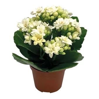 Kwiat Kalanchoe don 6cm szt widok główny