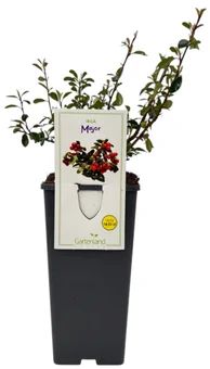 Krzew Irga major don C2 szt widok 1