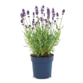 Kwiat Lawenda Felice blue don 12cm szt. widok główny 