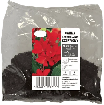 Cebula kwiatowa Canna Paciorecznik czerwony szt widok 1