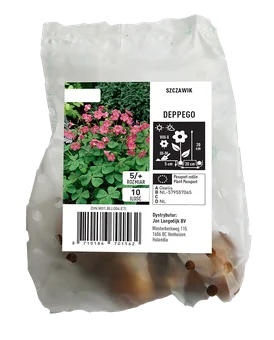 Cebula kwiatowa Szczawik Deppego 10szt widok 1