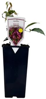 Krzew Kiścień don C2 szt widok 1