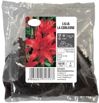 Cebula kwiatowa Lilia La Corleone szt widok 1