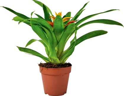 Zdjęcie produktu - Kwiat Bromelia More Lips don 10,5cm szt