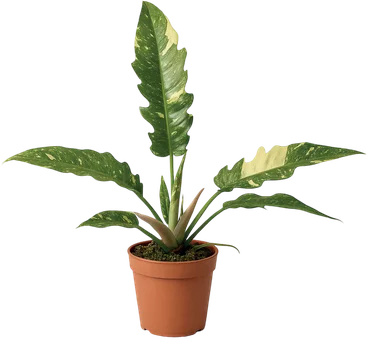 Kwiat Filodendron ring of fire don 12cm szt widok główny 