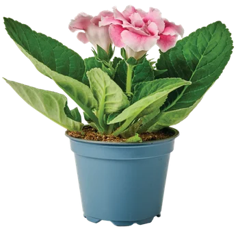Kwiat Gloksynia don 12cm szt widok 1
