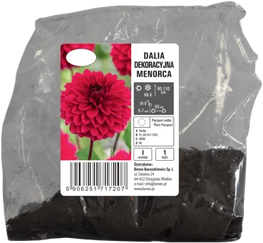 Cebula kwiatowa Dalia dekoracyjna Menorca szt widok 1