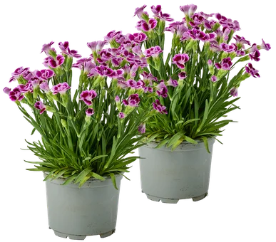 Kwiat Goździk Pink Kisses don 10,5cm szt. widok 1