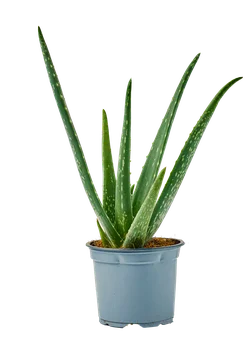 Kwiat Aloes don 12cm szt widok główny 