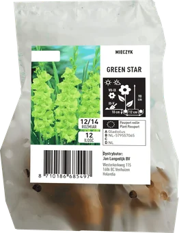 Cebula kwiatowa Mieczyk Green Star 12szt widok 1