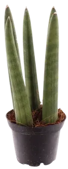 Kwiat Sansevieria Twist/Spaghetti don 6cm szt widok główny 