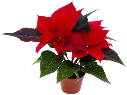 Kwiat Princetia don 6cm szt widok główny