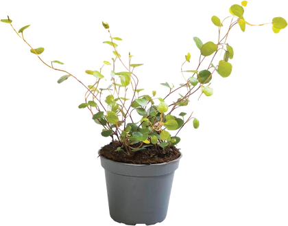 Zdjęcie produktu - Kwiat Rośliny zielone don 6cm szt