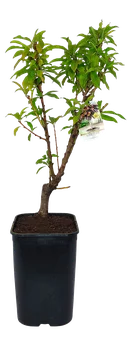 Drzewo owocowe Brzoskwinia donica C6 szt widok główny