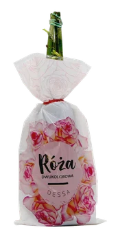 Krzew Róża dwukolorowa Dessa balot szt widok 1