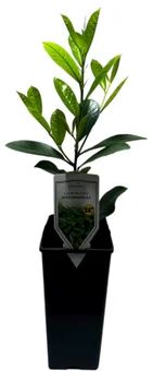 Krzew Laurowiśnia don C2 szt widok 1