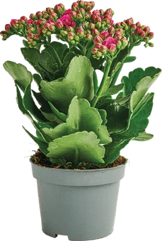 Kwiat Kalanchoe don 10,5cm widok główny