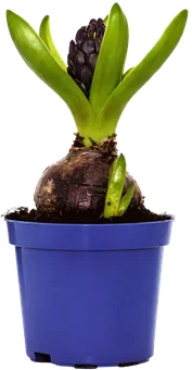 Kwiat Hiacynt don 8,5cm szt widok główny