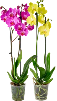 Kwiat Storczyk 2-pęd don 12cm szt widok 1