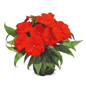Kwiat Niecierpek don 13cm szt. widok 1