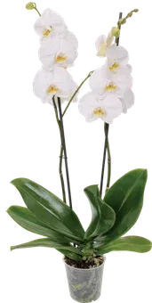 Kwiat Storczyk 2-pędowy don 12cm szt widok główny